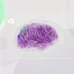 Capacidad y potencial del cerebro humano